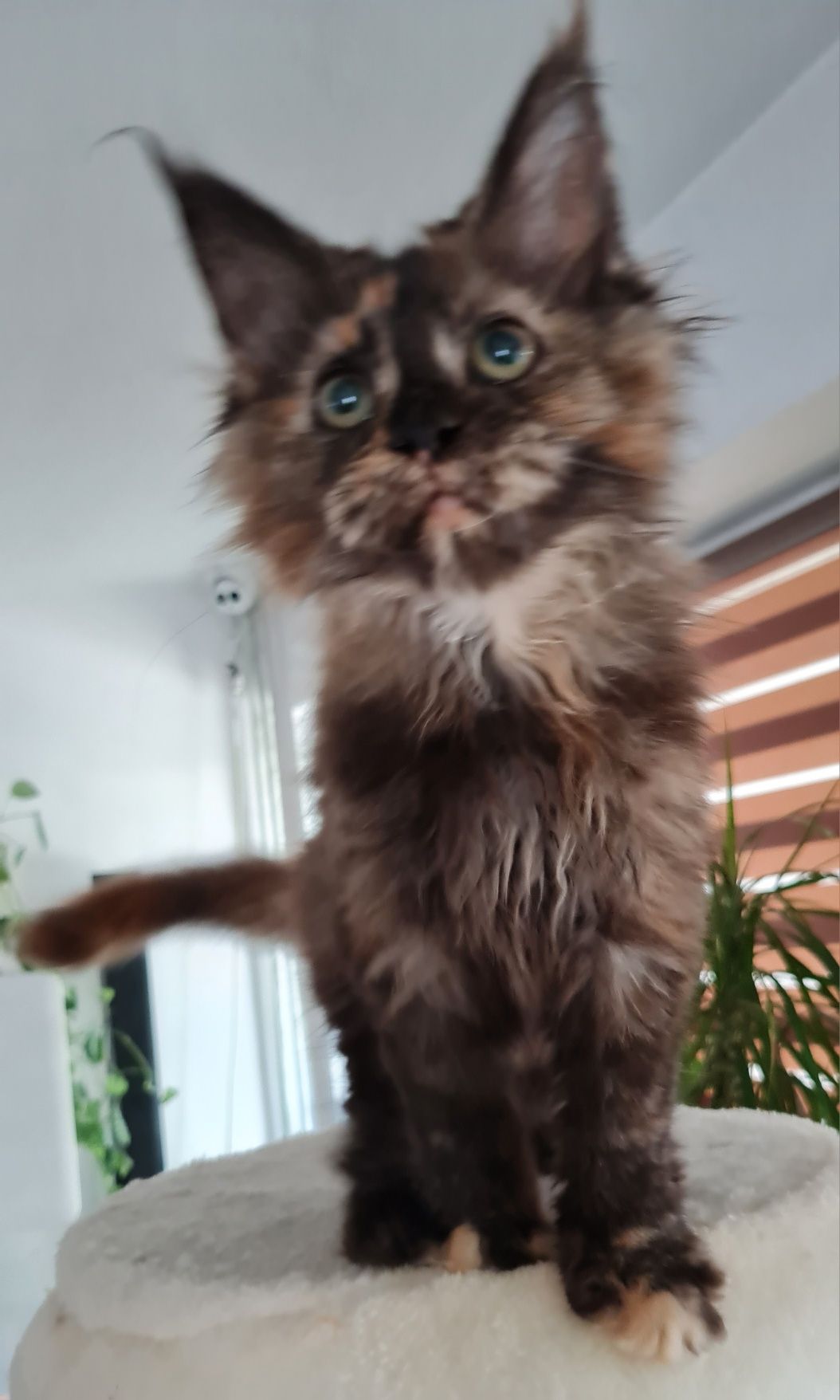 Maine coon  kotka  czarna  szyrkletka