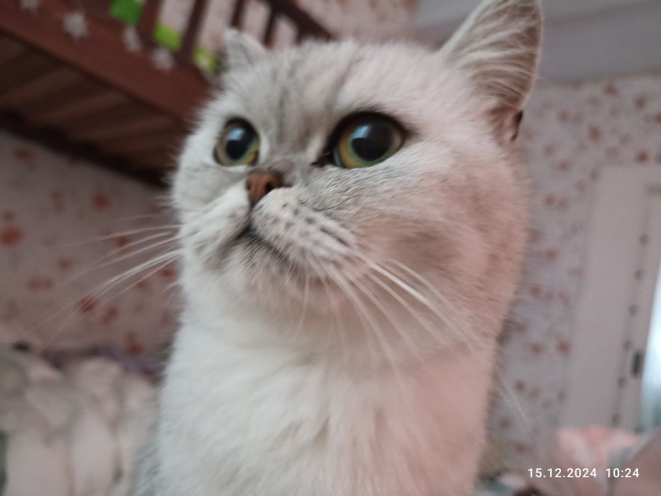 Шотландська прямовуха дівчинка