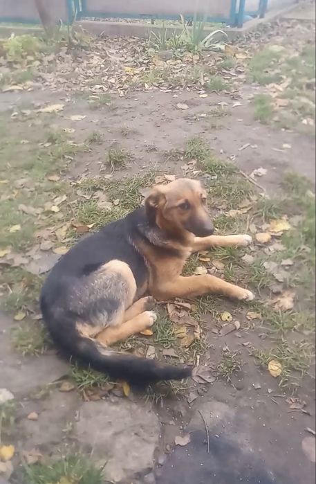 Собачки. Песики. Цуцики. Терміново!!!