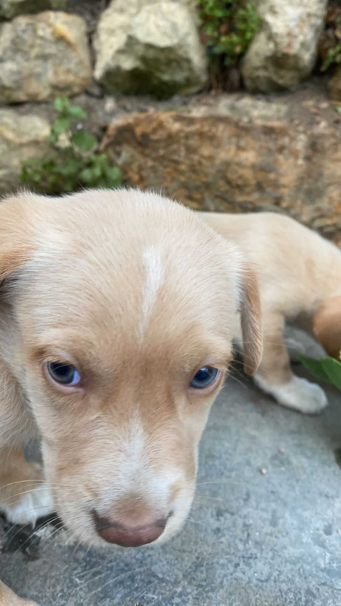 Floco e Bobi - Bebés para Adopção