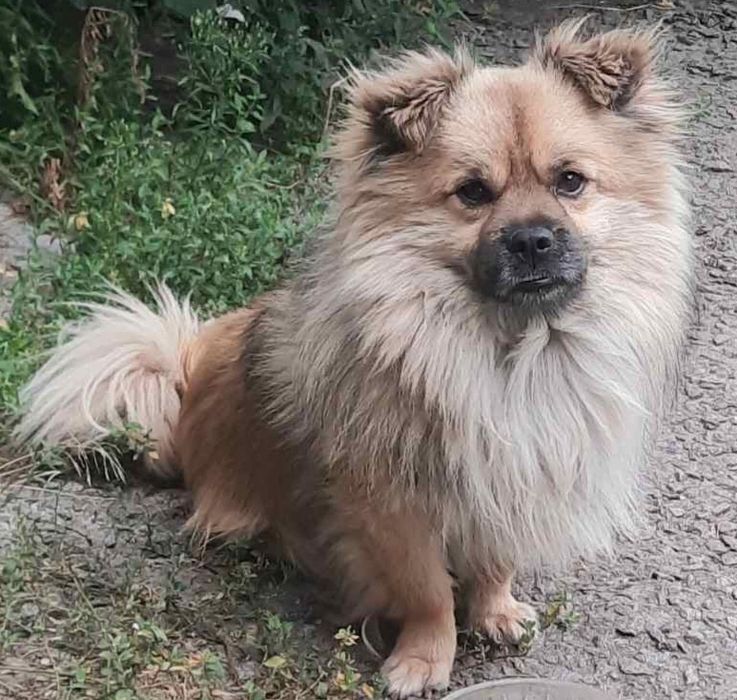 Сеня, в добрые руки.