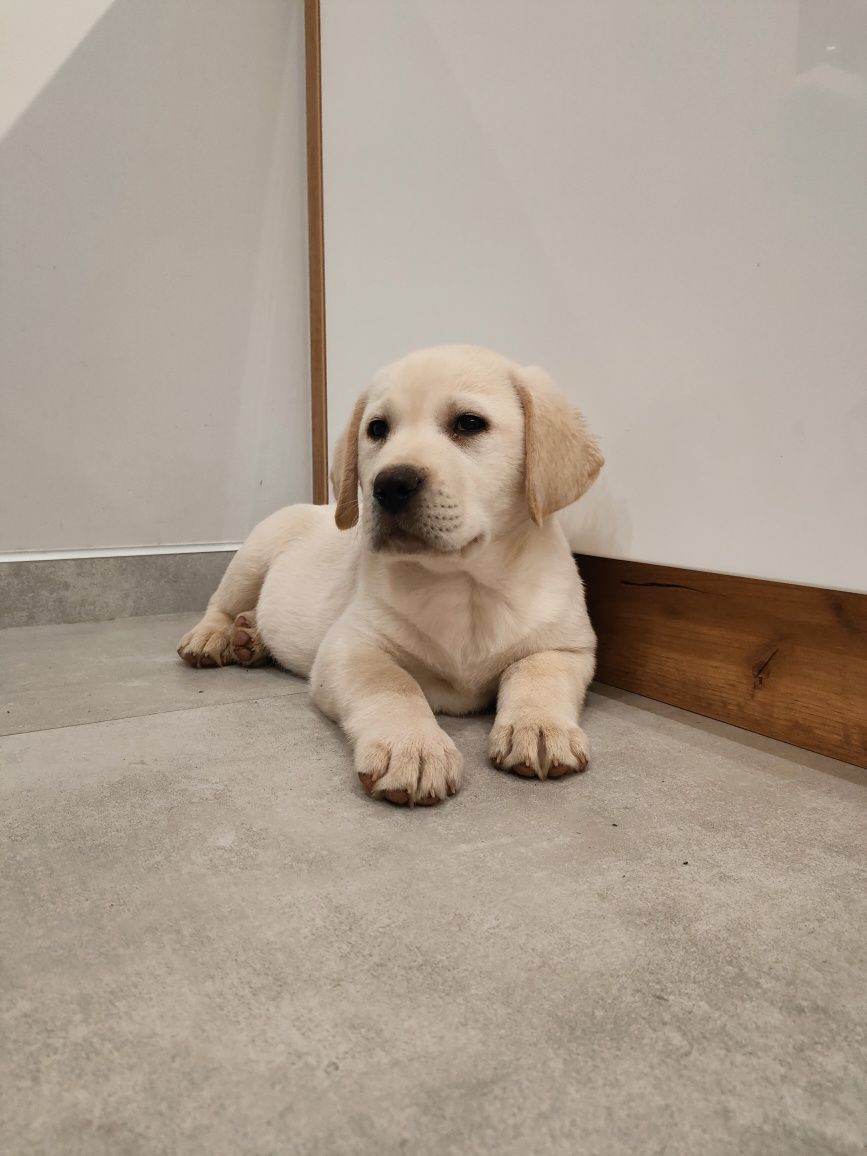 Labrador retriever
