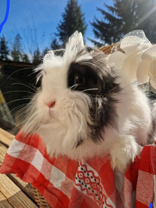 królik teddy miniaturka