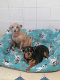 2 Pinscher Fêmeas para Adopção responsável