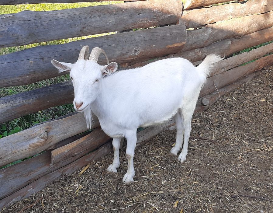 Заано-альпийские козы.