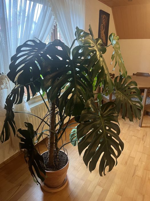 Kwiat monstera deliciosa ok.150cm