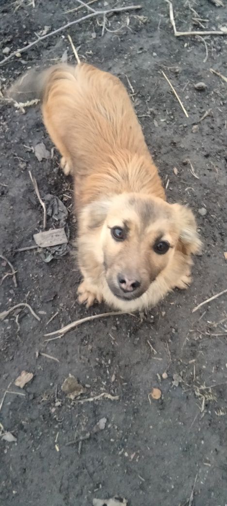 Подаруємо цуценята