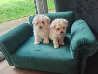 Maltipoo F1 teacup Rodowód microchip wyprawka