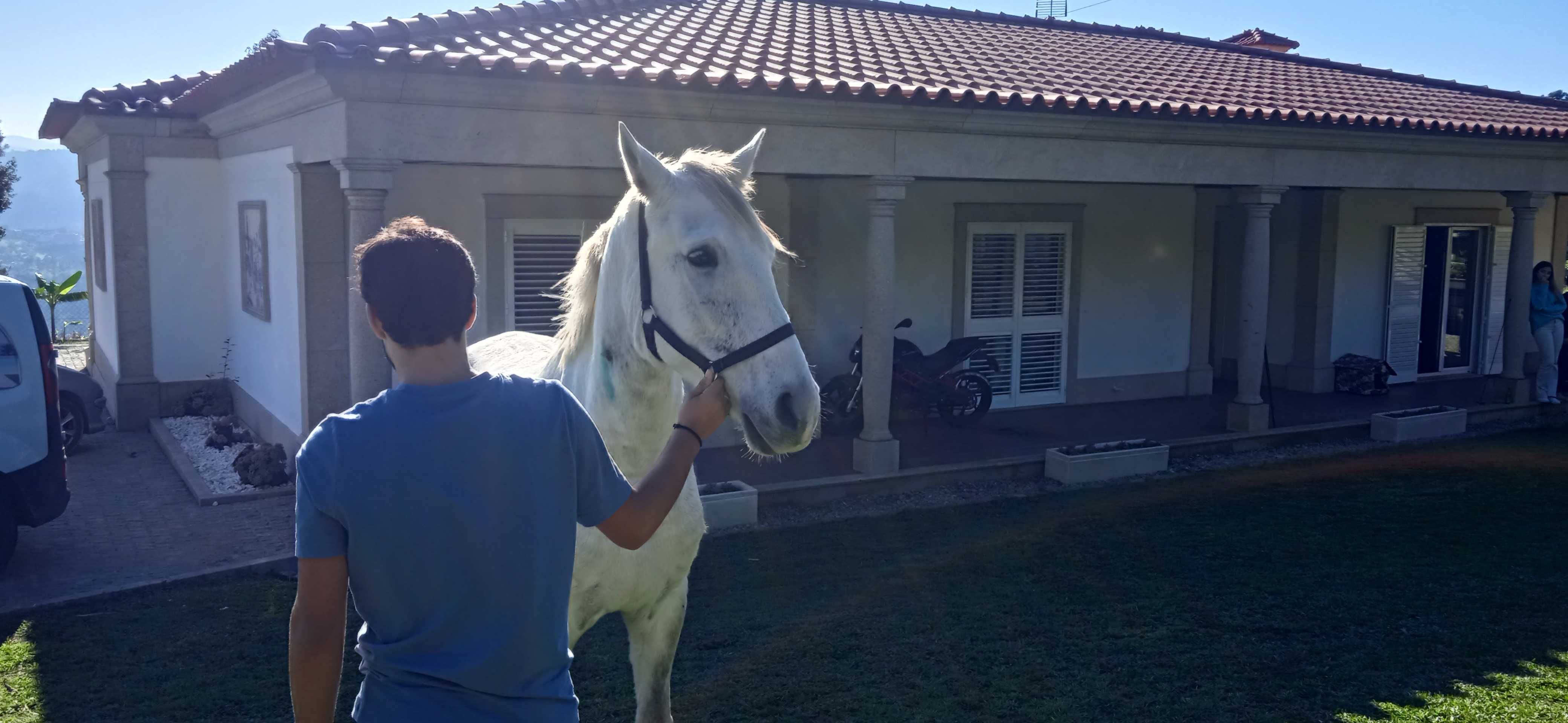 Cavalo puro sangue lusitano