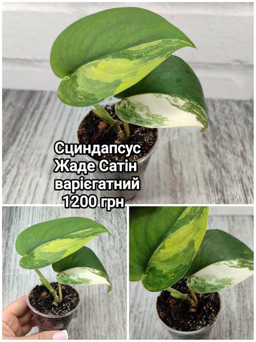 Monstera Standleyana yellow variegated