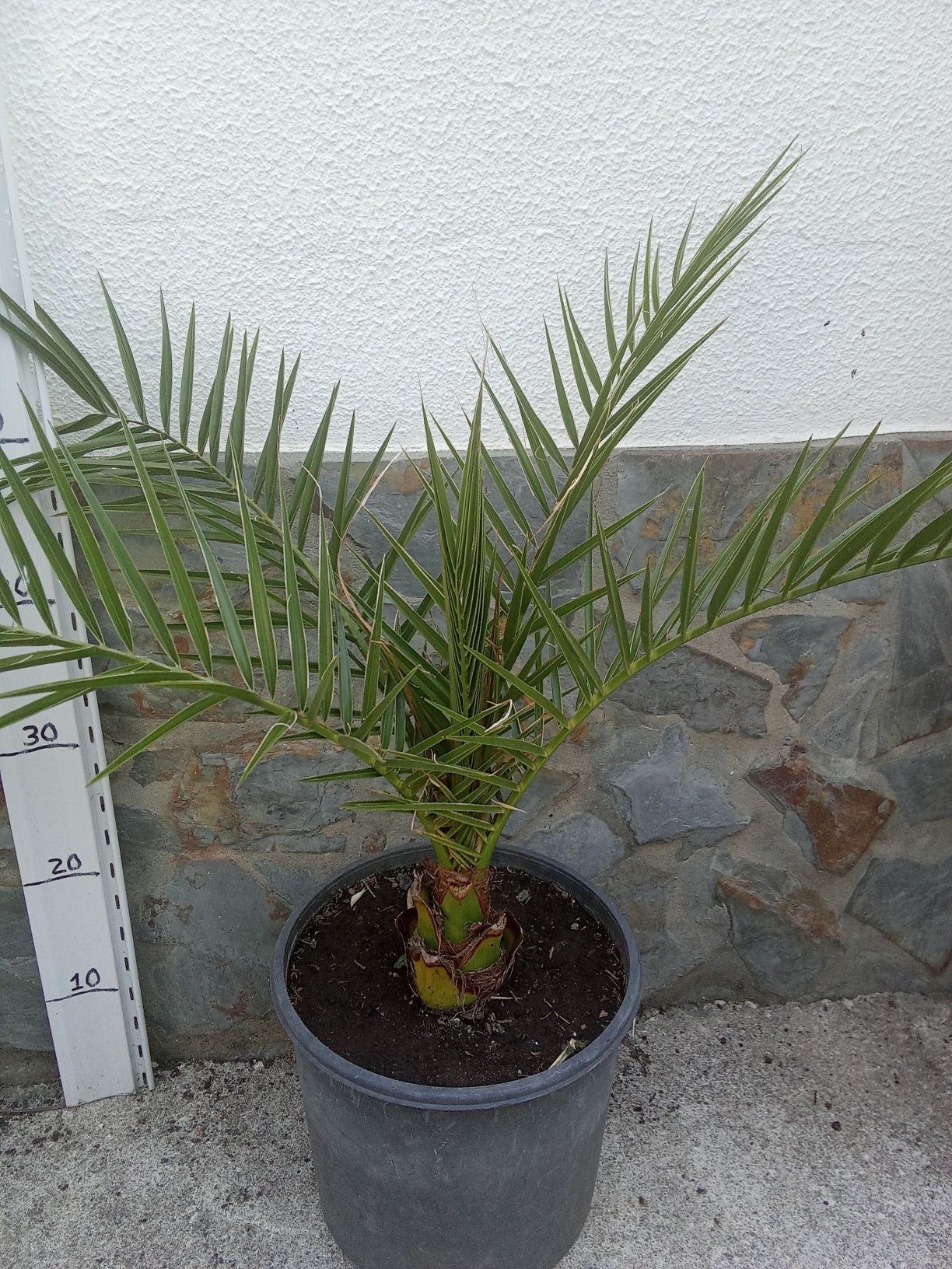 Palmeira phoenix e washingtonia robusta