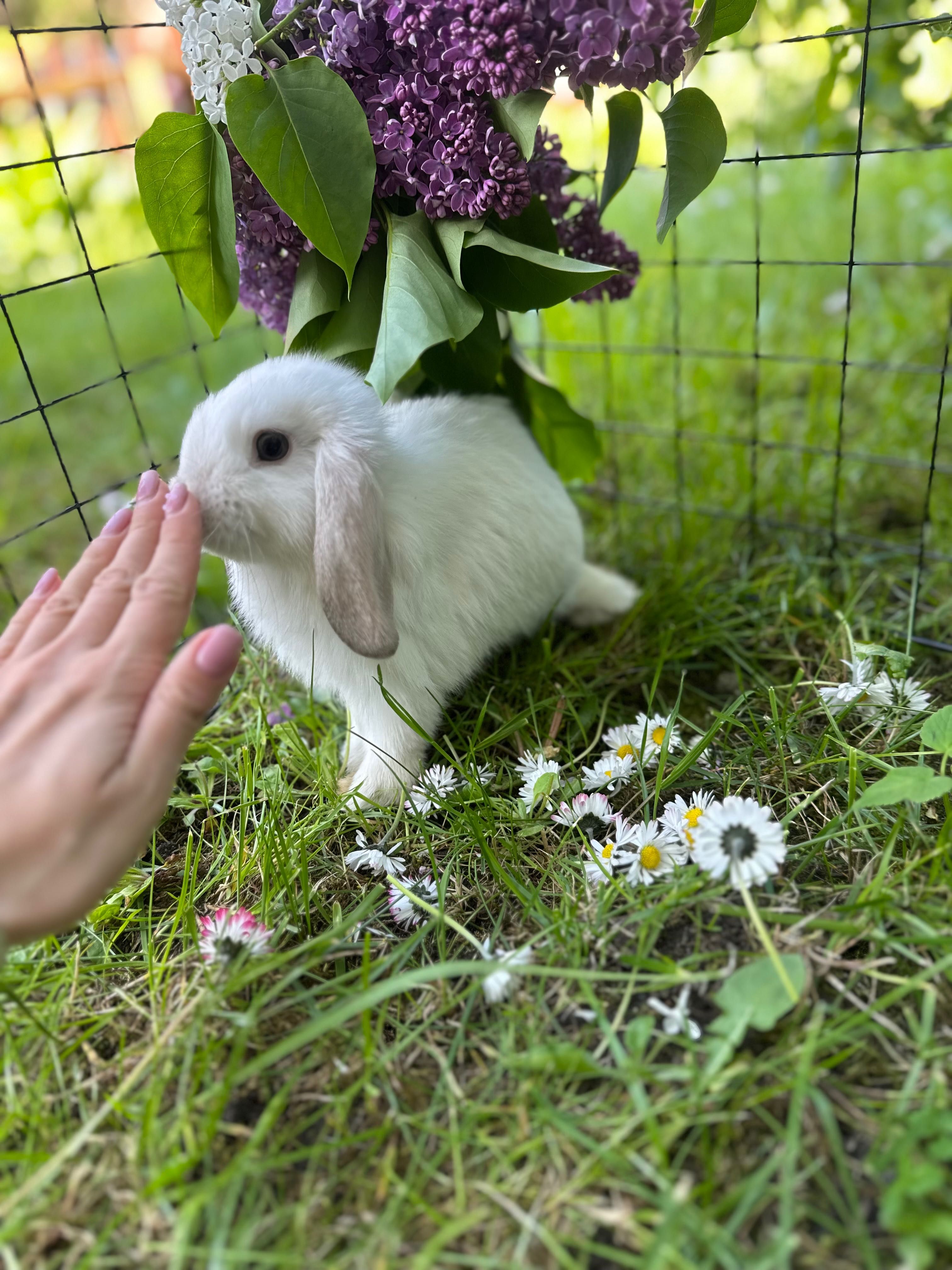 Królik miniaturka Mini Lop baranek top hodowla