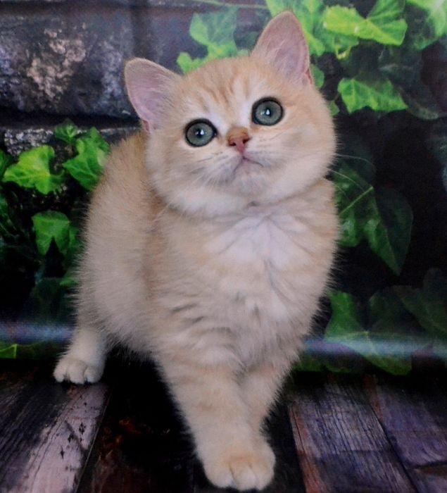 Золотые шиншиллы ny 11