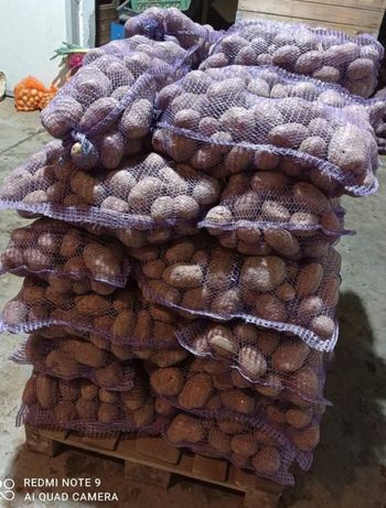 Ziemniaki Bellarosa