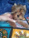 Yorkshire terrier piesek chłopak miniatura srebrno zloty