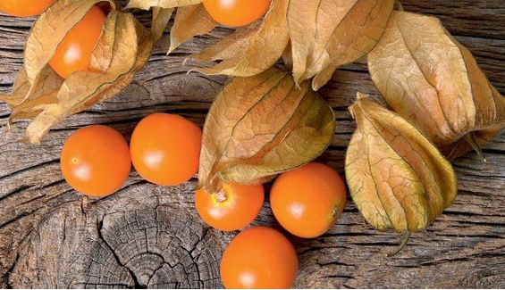 Physalis - Planta physalis, para cultivo - Fisális