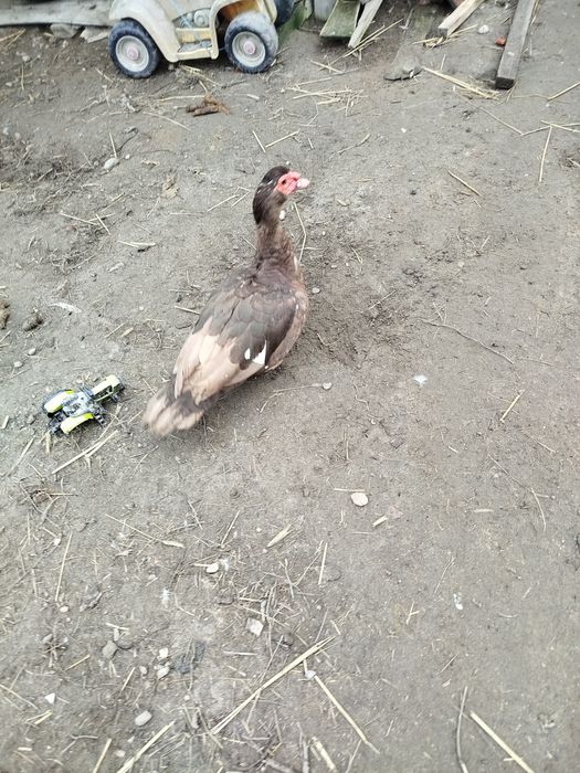 Sprzedam  kaczki perliczki