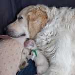 Szczeniak Golden Retriever