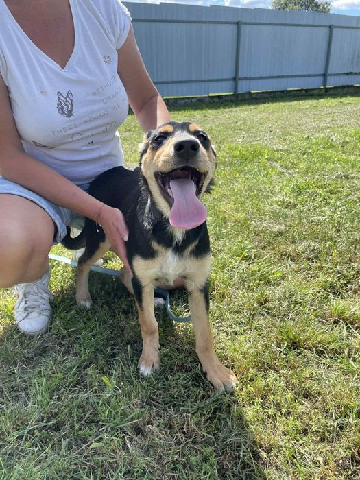 Gloria I  Prada szczeniaczki do adopcji