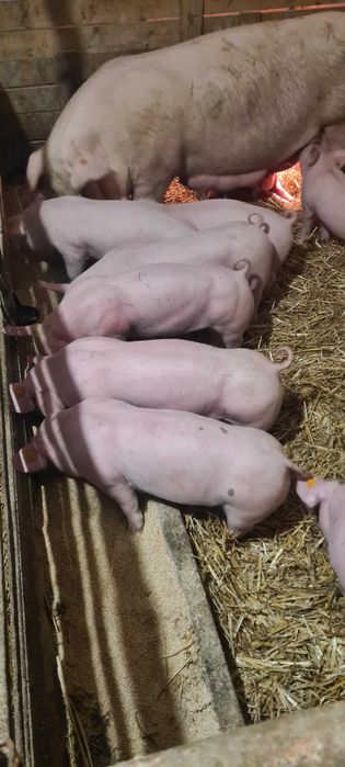 Sprzedam prosięta mięsne