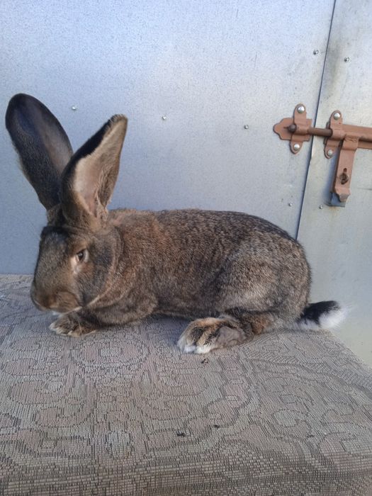 Olbrzym belgijski szary