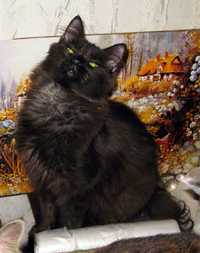 Черный пушистый котик, сибирская (метис) ищет ответсвенных хозяев