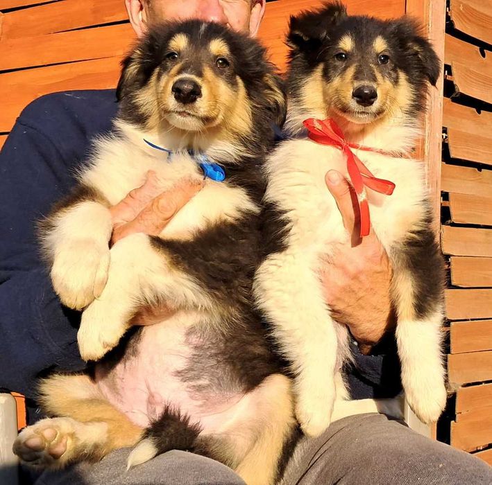 *Owczarek Szkocki Collie długowłosy*  piesek Gotowy Do Odbioru