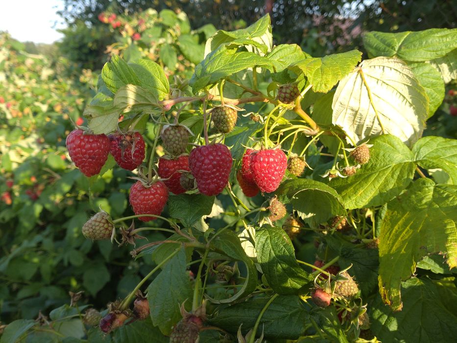 Sadzonki maliny 2 zł