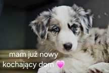 Border Collie FCI - niebieskooka dziewczynka Aura - szczeniaczek