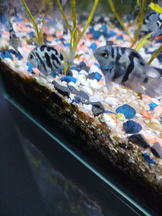 Rybki pielęgnice blue Tiger 4 cm super wybarwione okazja wysyłka
