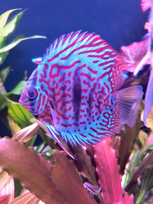 Paletka Red turkus