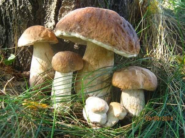 Семена Белых грибов - качественный зерновой мицелий