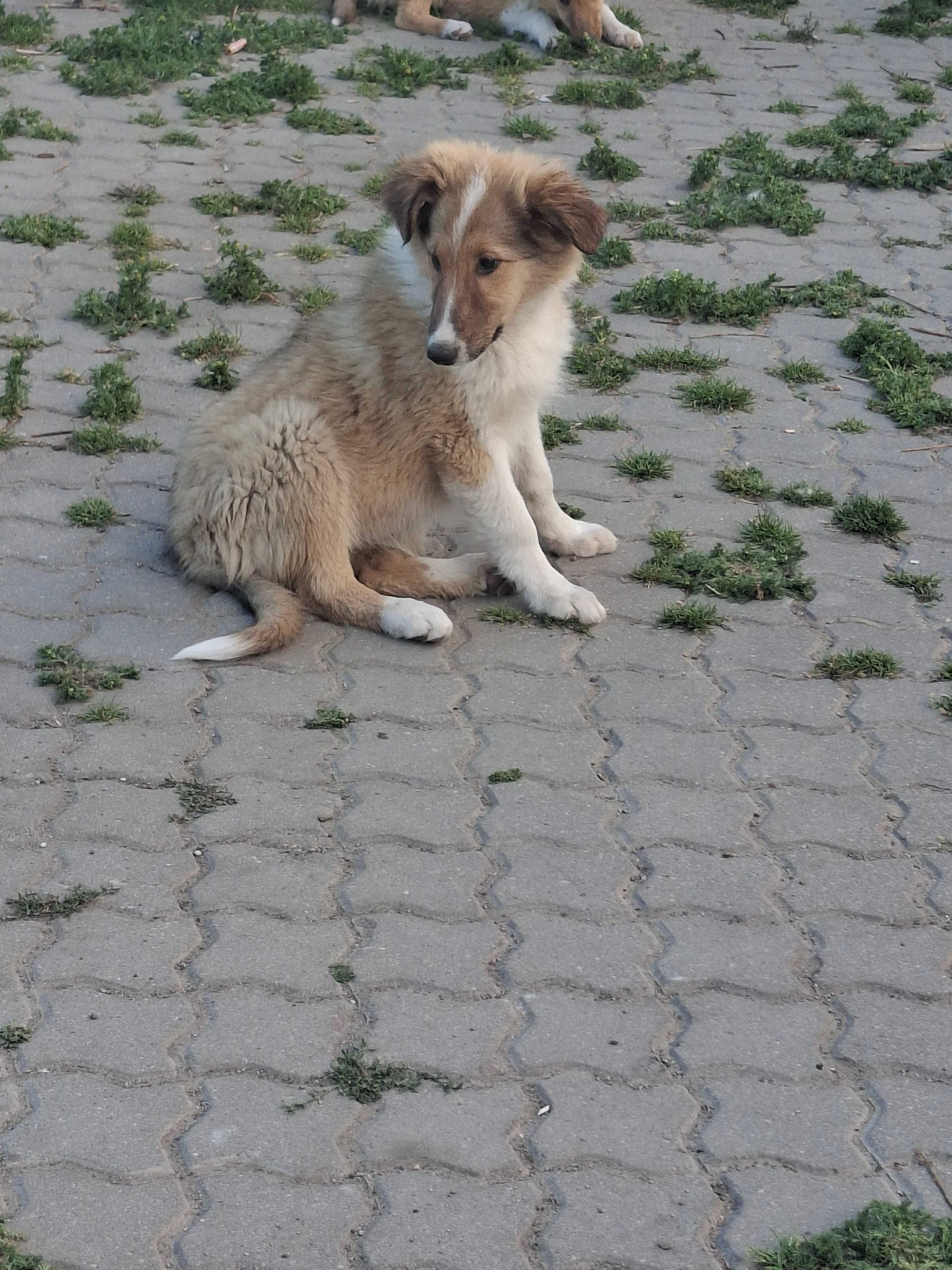Owczarek szkocki collie