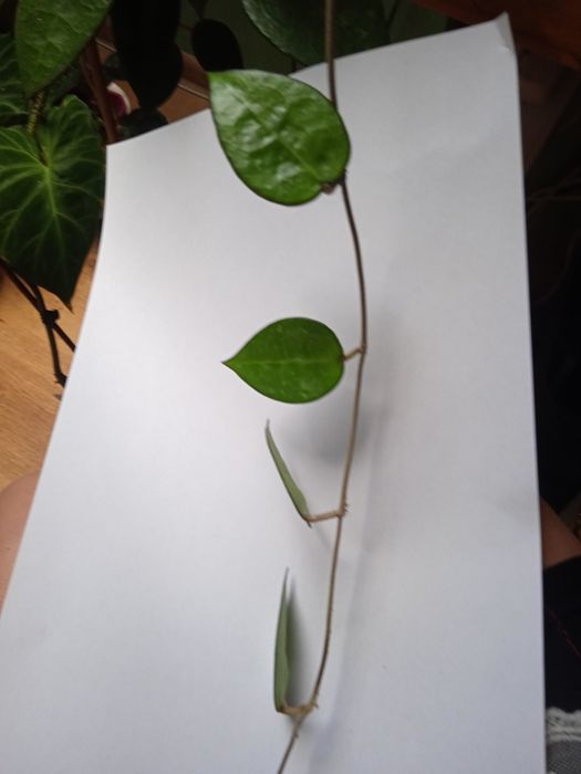 Hoya hoje Parasitica  Black Margin cięta sadzonka