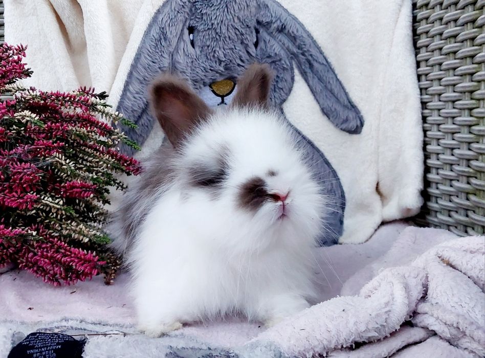 Angora angielska królik ozdobny York