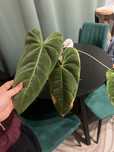 Anthurium Cirinoi Velvet