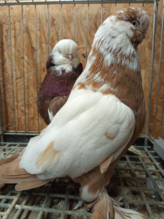 Angielskie średnio dzioby