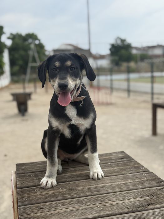 Dou uma cadela e um cao  urgente