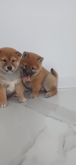 Piesek shiba inu