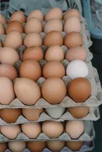 Інкубаційні яйця якісні