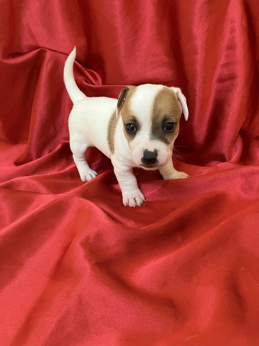Jack russell terrier gotowe do odbioru