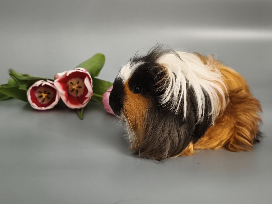 Świnka morska długowłosa rasowa, samiec sheltie z rodowodem