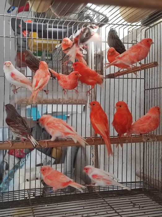 Canários vermelhos intenso e nevados