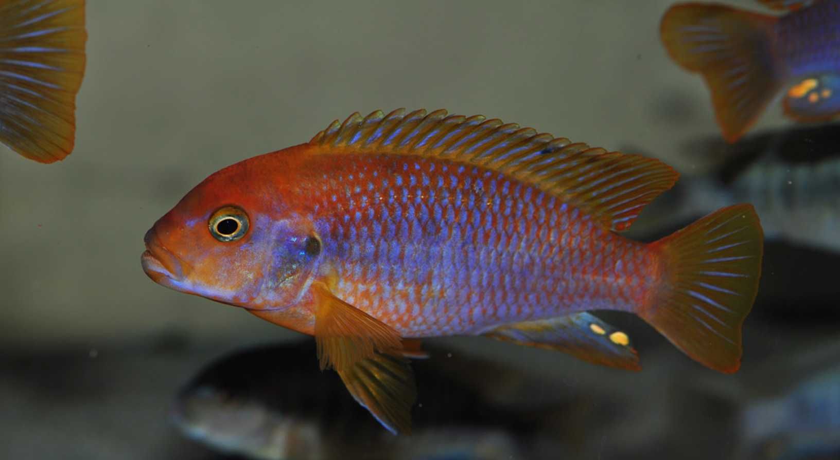 Pyszczak rdzawy - Iodotropheus sprengerae - dowóz, wysyłka