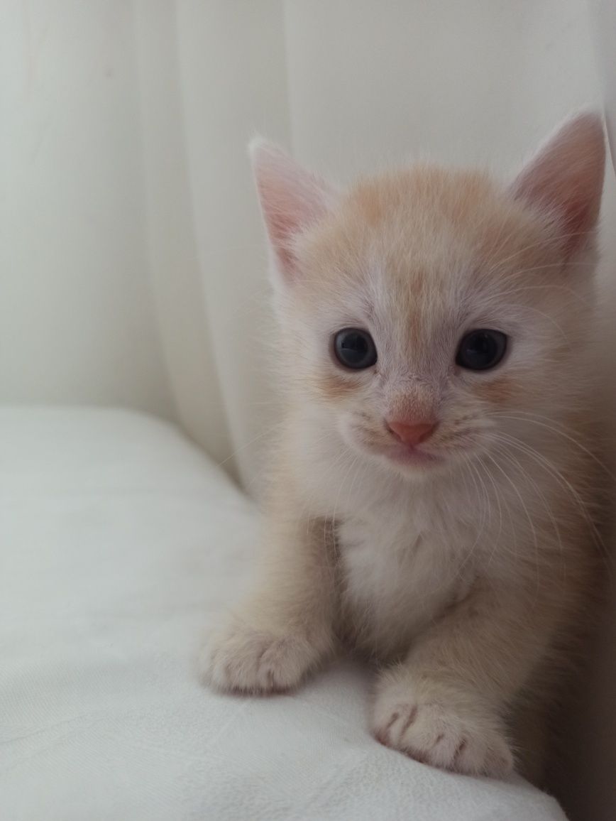Віддамо кошенят 1міс