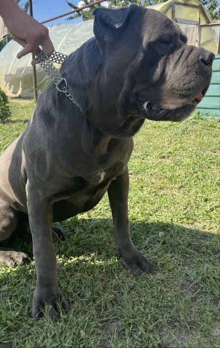 Вязка! Кане корсе