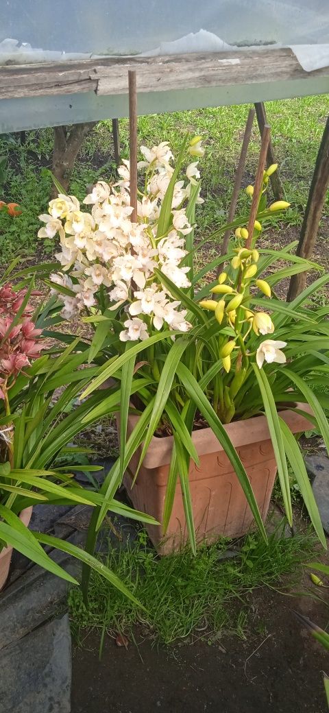Orquídeas em Vaso