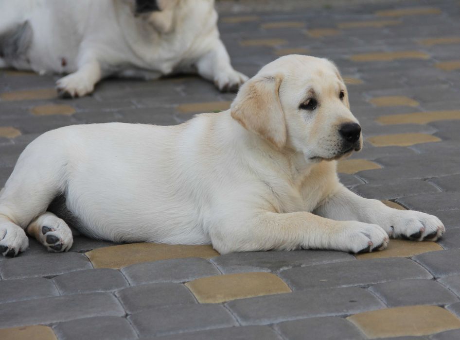 Перспективная девочка.