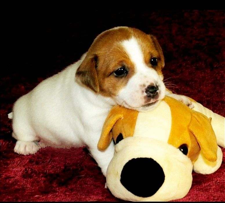 Джек Рассел терьер с документами клуба КСУ