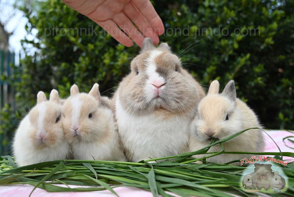 Карликові кролики з розплідника. Справді маленькі.